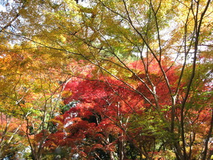 有馬瑞宝寺公園の紅葉 有馬瑞宝寺公園の紅葉