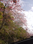 tantara2010-01-31