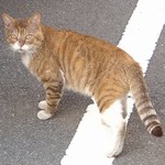 今日の猫様 今日の猫様