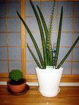 togatoga2006-06-24