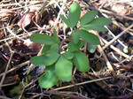togatoga2009-04-17