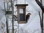 シメとシジュウカラ シメとシジュウカラ