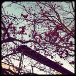 tokyomoon2015-03-09 tokyomoon2015-03-09