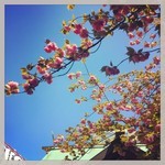 tokyomoon2015-04-16 tokyomoon2015-04-16