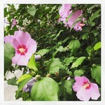 tokyomoon2015-08-31 tokyomoon2015-08-31