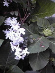 toshiaki_yamai2010-05-08