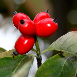 toumeioj32005-10-18 toumeioj32005-10-18