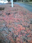 toyotoki112011-11-08