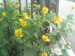 trickstar22011-07-27