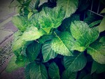 trickstar22016-05-27