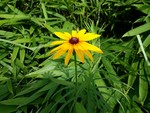 trickstar22016-07-14