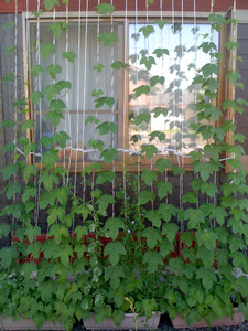 グリーンカーテン グリーンカーテン