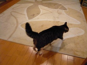 ブラシみたいなしっぽの先住猫2号 ブラシみたいなしっぽの先住猫2号
