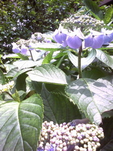 6月、7月の報告。あまり走ってないです 6月、7月の報告。あまり走ってないです