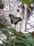 umegasane2012-06-17