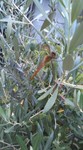 umegasane2012-07-25