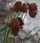 yahara2007-04-05 yahara2007-04-05