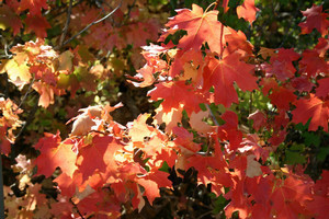 yatsugatake2006-09-15