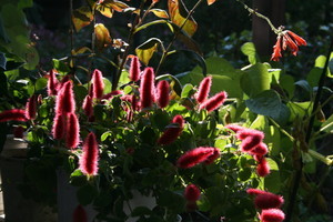 yatsugatake2007-10-17 yatsugatake2007-10-17