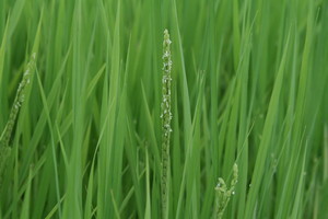 出始めた稲穂(20.8.6) 出始めた稲穂(20.8.6)
