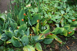 雨に洗われた、植物たち。(20.9. 雨に洗われた、植物たち。(20.9.