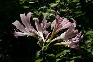 盛りを過ぎた「ナツズイセン（夏水仙）