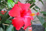 我が家の「ハイビスカス」。(26.7.11)