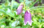 雨降りが似合う「ホタルブクロ(蛍袋) 雨降りが似合う「ホタルブクロ(蛍袋)