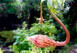膨らんだ「月花美人」の蕾。