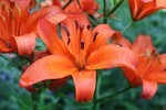 雨中で咲く、{スカシユリ」の花。(29. 雨中で咲く、{スカシユリ」の花。(29.