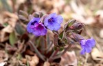 耐寒性の強い「プルモナリア」(賢治ガ 耐寒性の強い「プルモナリア」(賢治ガ