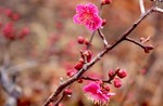 咲き始めた「紅梅」(賢治ガーデン」。 咲き始めた「紅梅」(賢治ガーデン」。