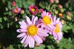 野菊の花、今が真っ盛り。 野菊の花、今が真っ盛り。