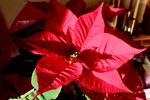 演奏会のプレゼント・「ポインセチア」