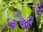 yumenotuduki2005-07-18 yumenotuduki2005-07-18